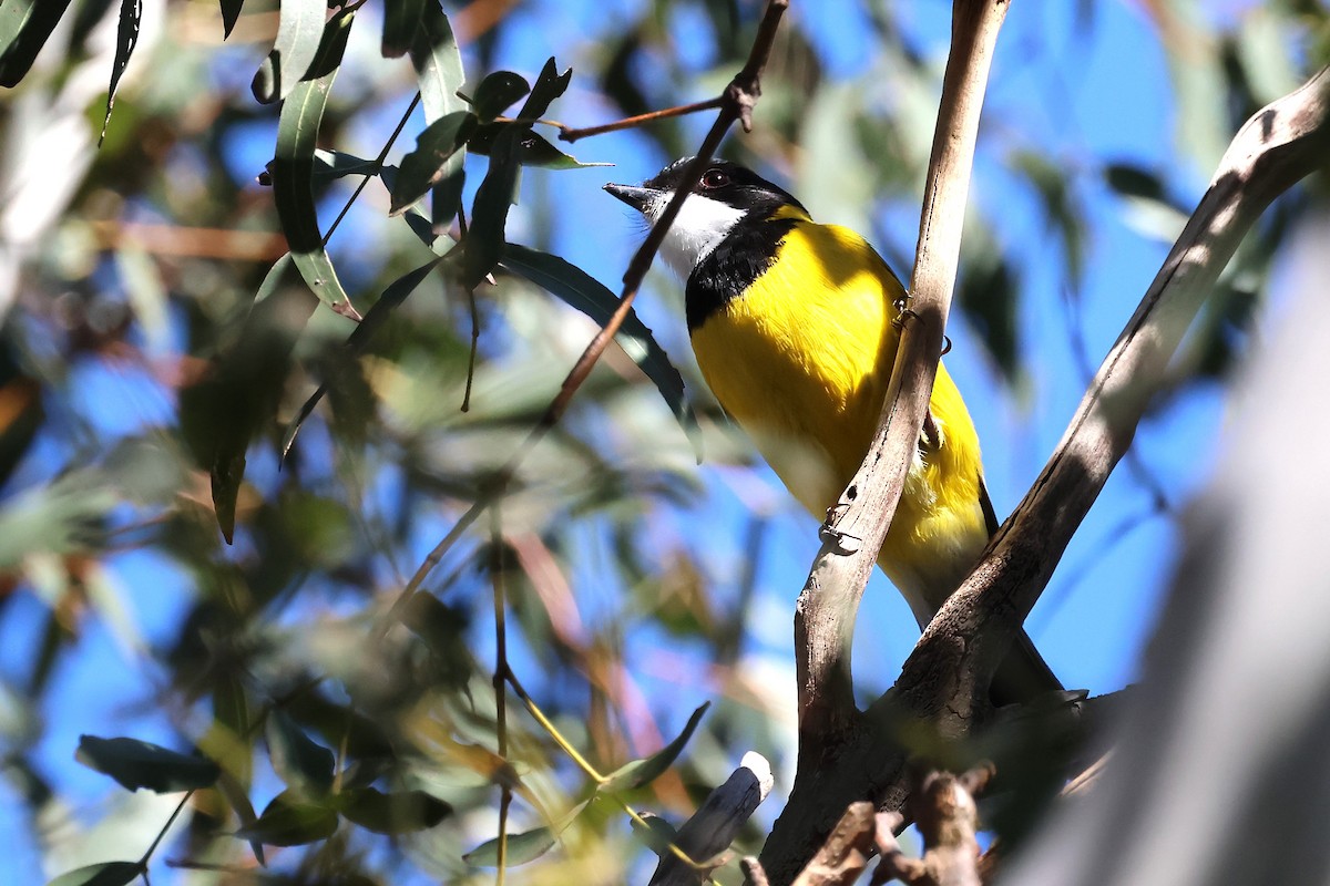Golden Whistler (Eastern) - ML641906953