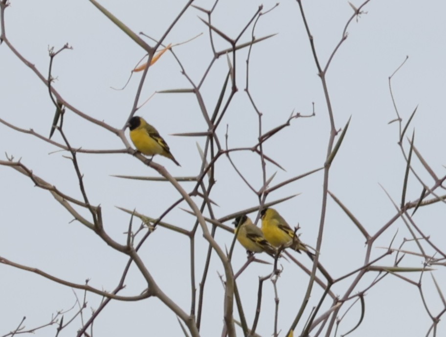 Hooded Siskin - ML641906970