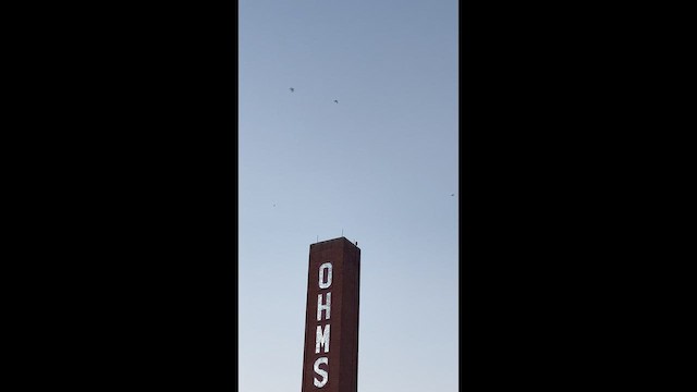 Chimney Swift - ML641906987