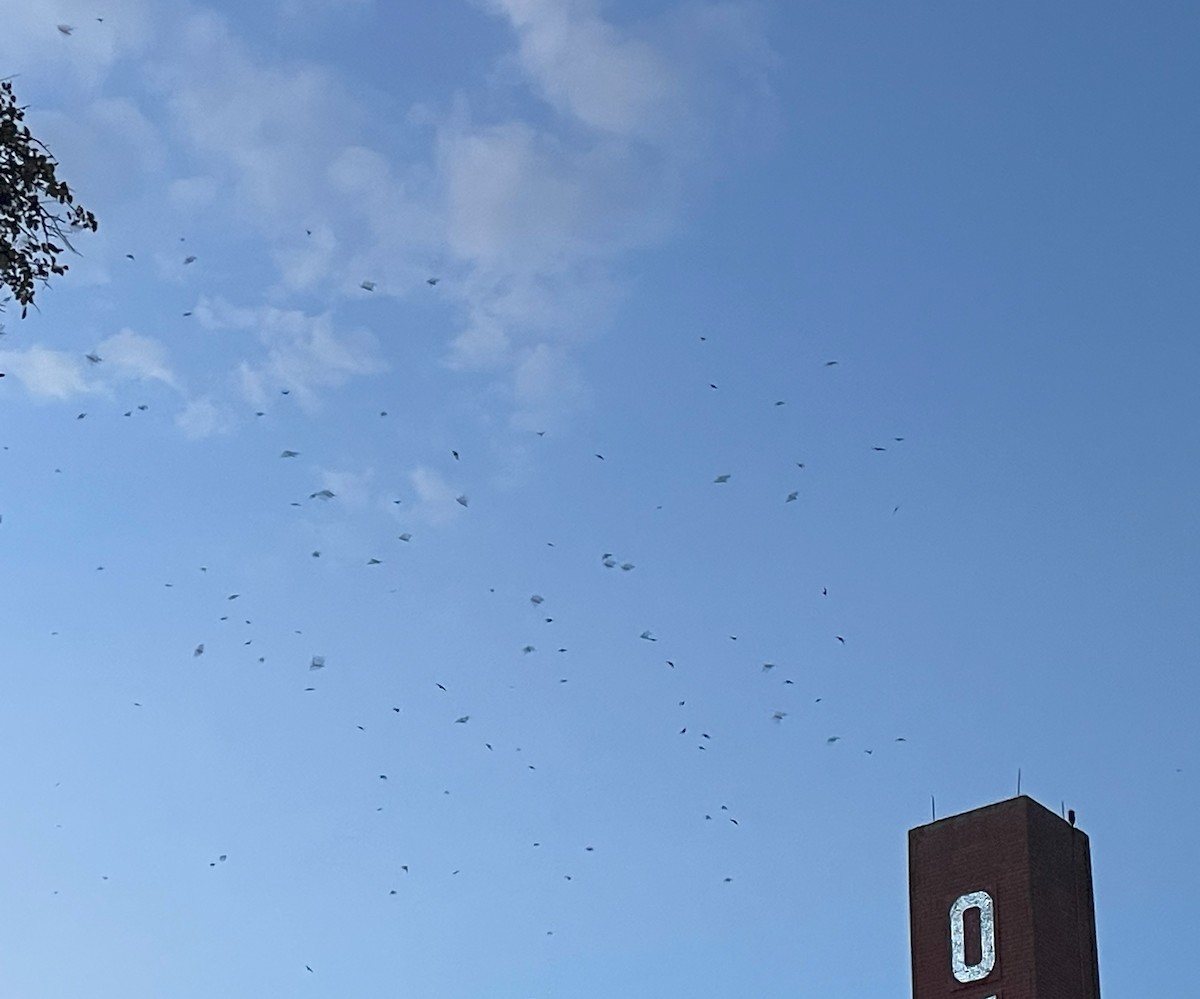Chimney Swift - ML641906990