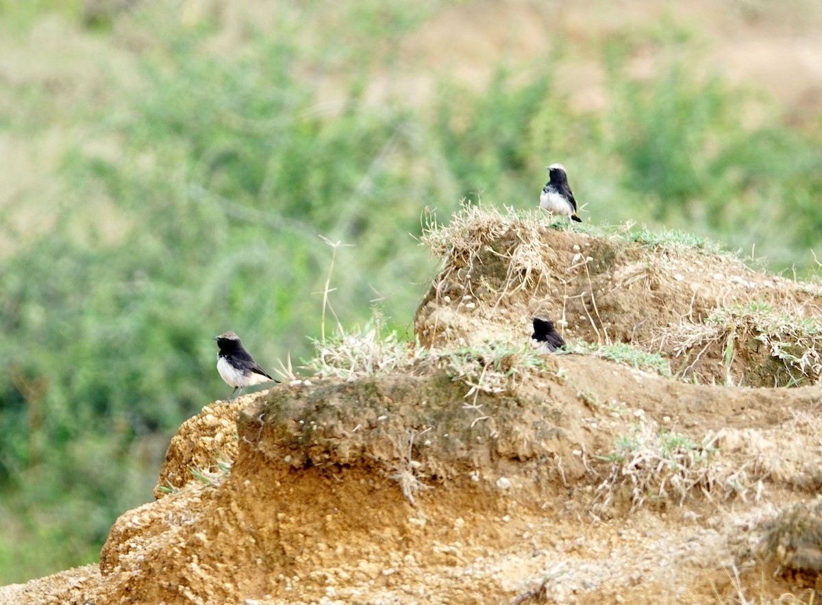 Abyssinian Wheatear - ML641906992