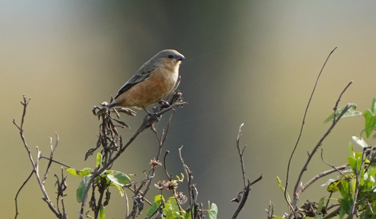 Tawny-bellied Seedeater - ML641906993