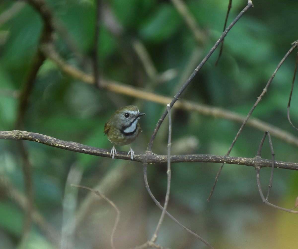 White-gorgeted Flycatcher - ML641907005