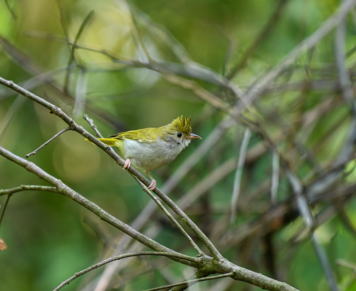 White-bellied Erpornis - ML641907007