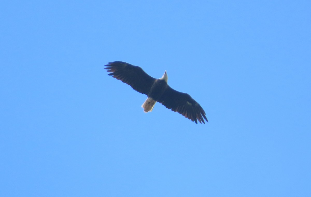 Bald Eagle - ML641907012