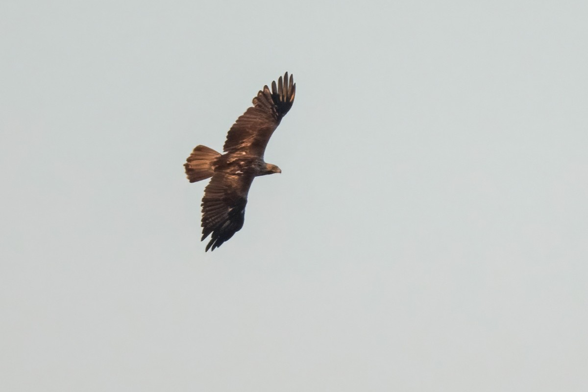 Imperial Eagle - ML641907040