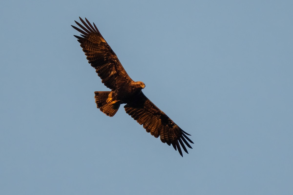 Imperial Eagle - ML641907041