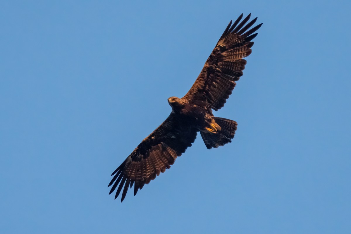 Imperial Eagle - ML641907042
