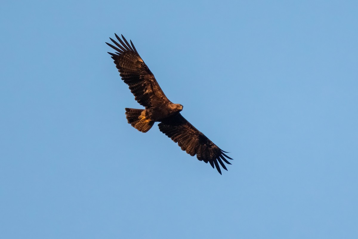 Imperial Eagle - ML641907043