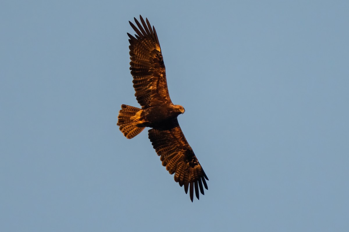 Imperial Eagle - ML641907044