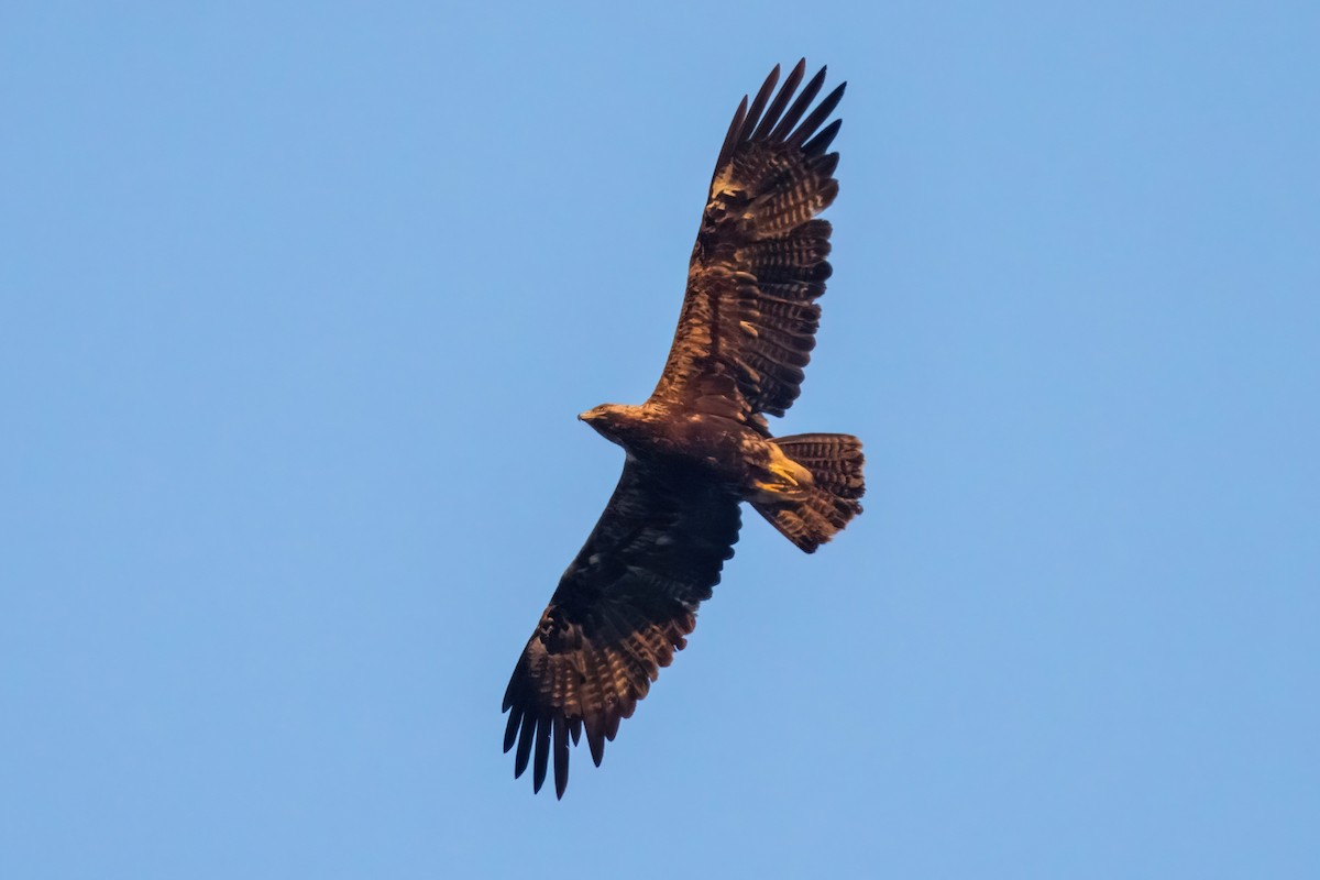 Imperial Eagle - ML641907045
