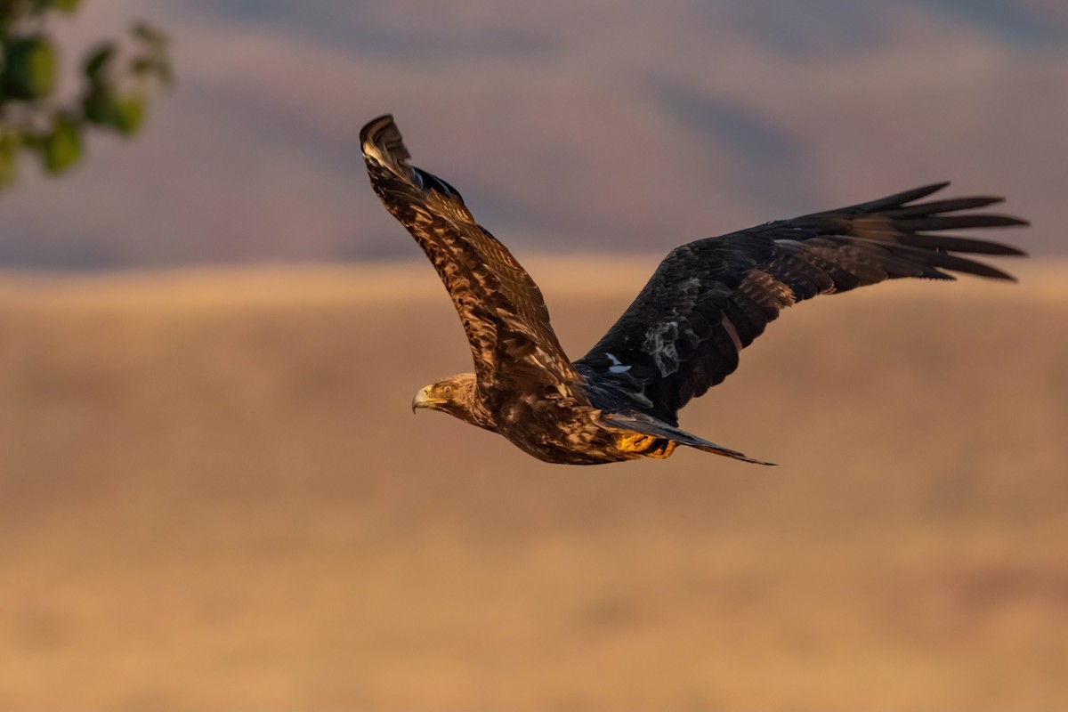 Imperial Eagle - ML641907046