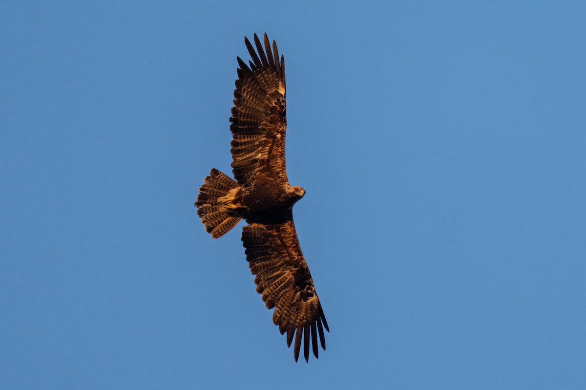Imperial Eagle - ML641907047
