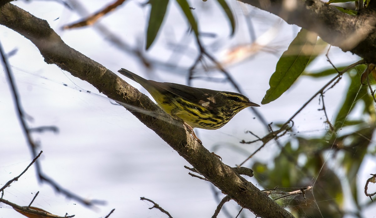 Northern Waterthrush - ML641907052