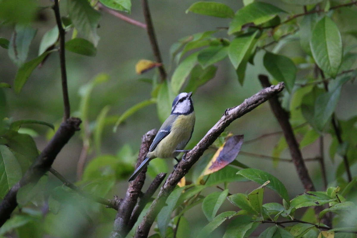 Eurasian Blue Tit - ML641907053