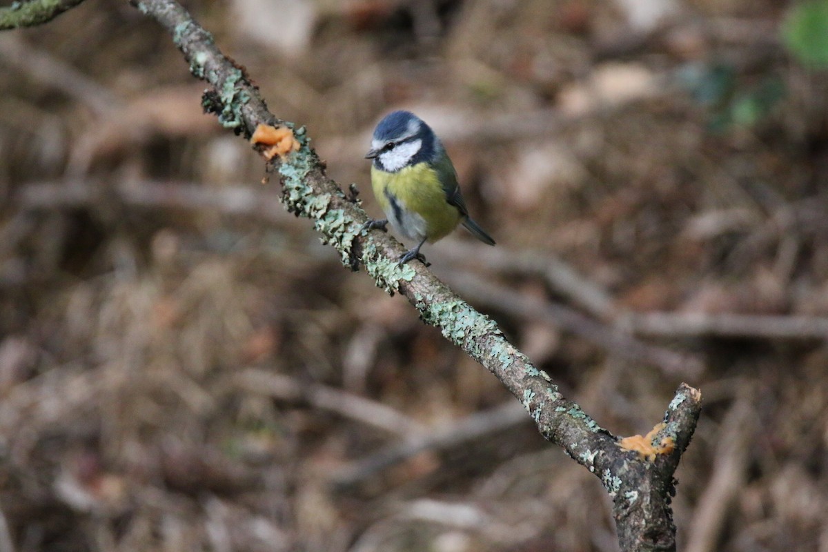Eurasian Blue Tit - ML641907054