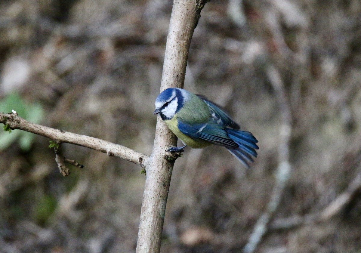 Eurasian Blue Tit - ML641907055