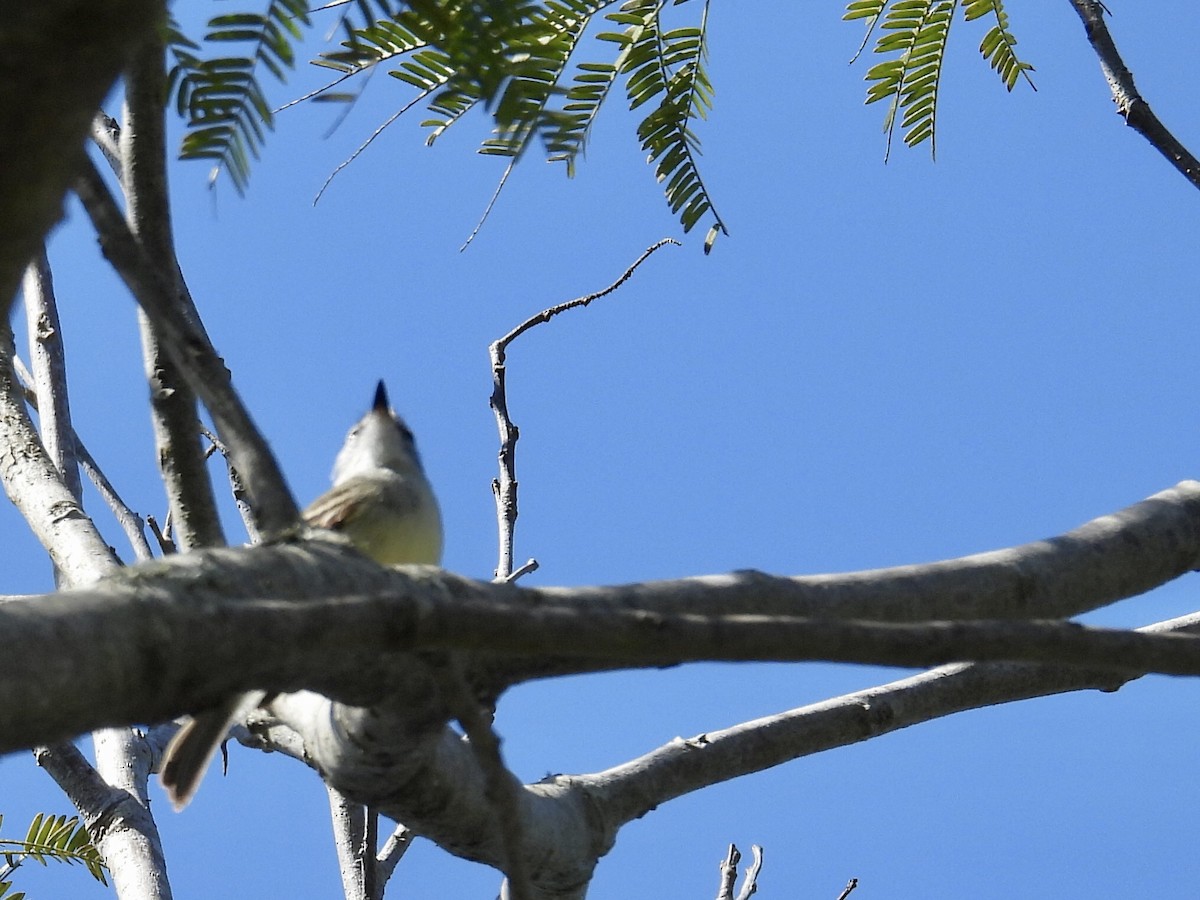 Straneck's Tyrannulet - ML641907063
