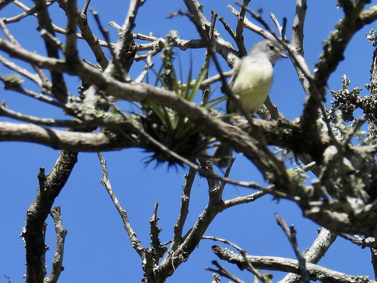Straneck's Tyrannulet - ML641907064