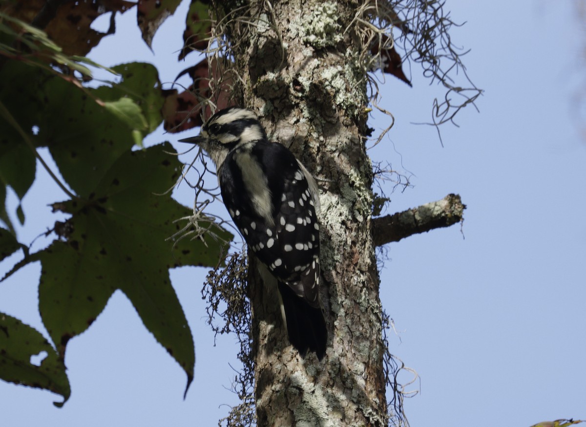 Downy Woodpecker - ML641907070
