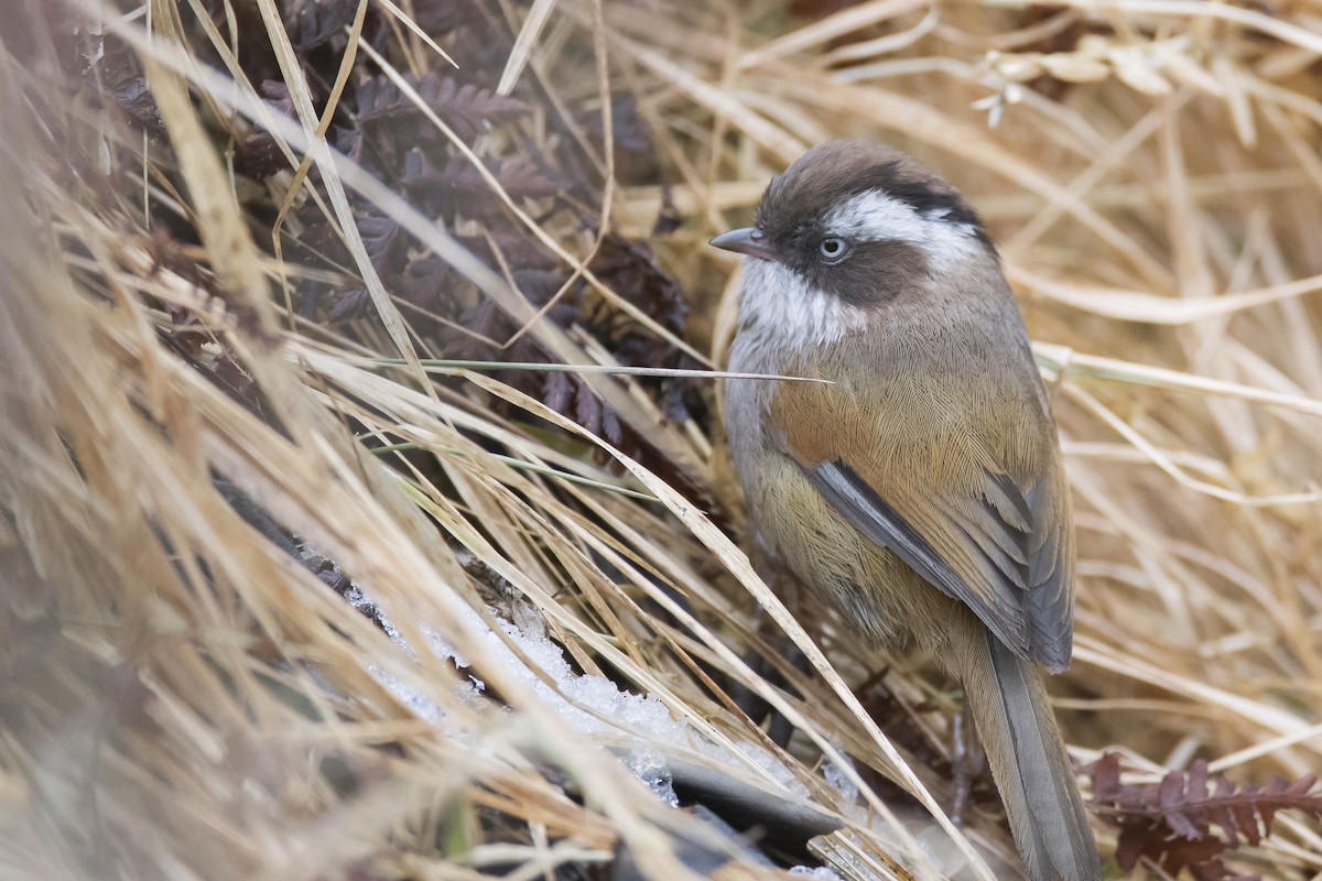 White-browed Fulvetta - ML641907081
