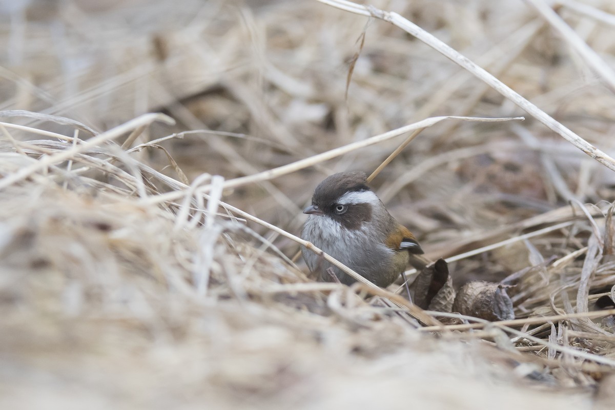 White-browed Fulvetta - ML641907082