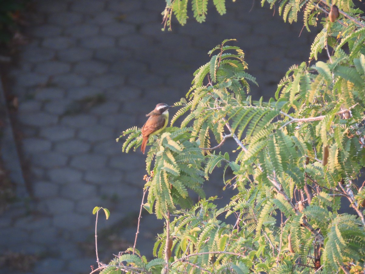 Social Flycatcher - ML641907084