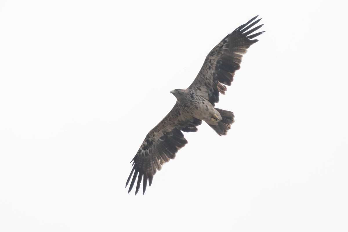 Imperial Eagle - ML641907093