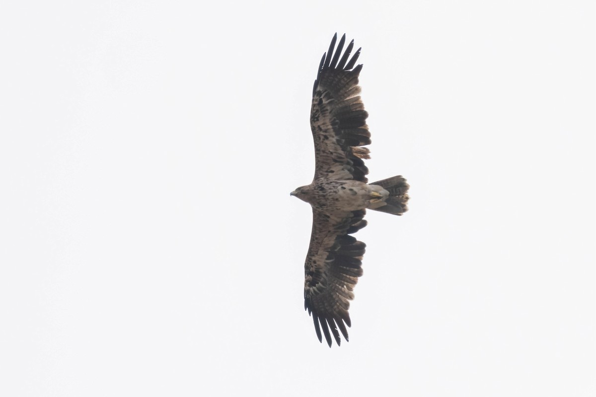 Imperial Eagle - ML641907094