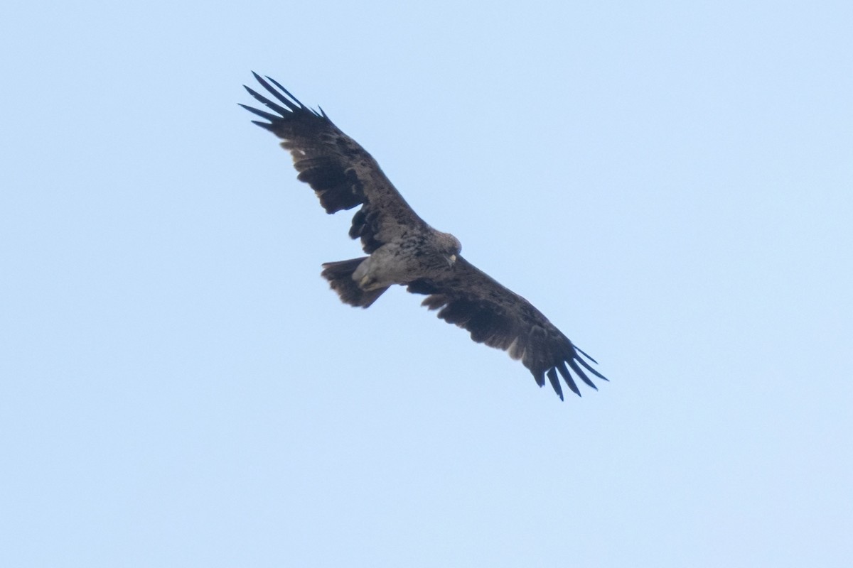 Imperial Eagle - ML641907095