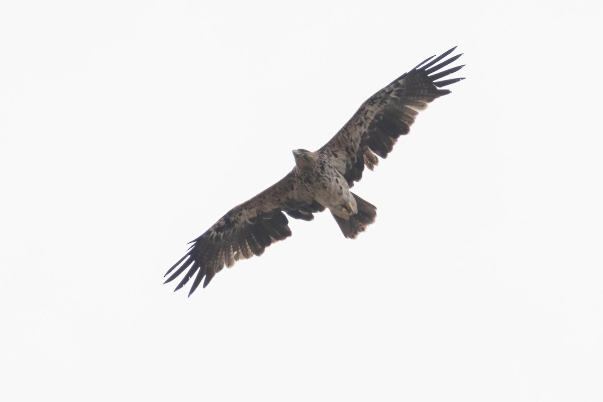 Imperial Eagle - ML641907097