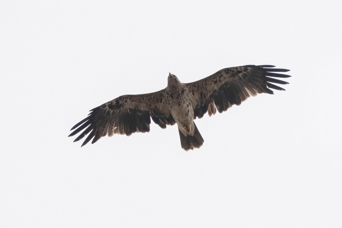 Imperial Eagle - ML641907098
