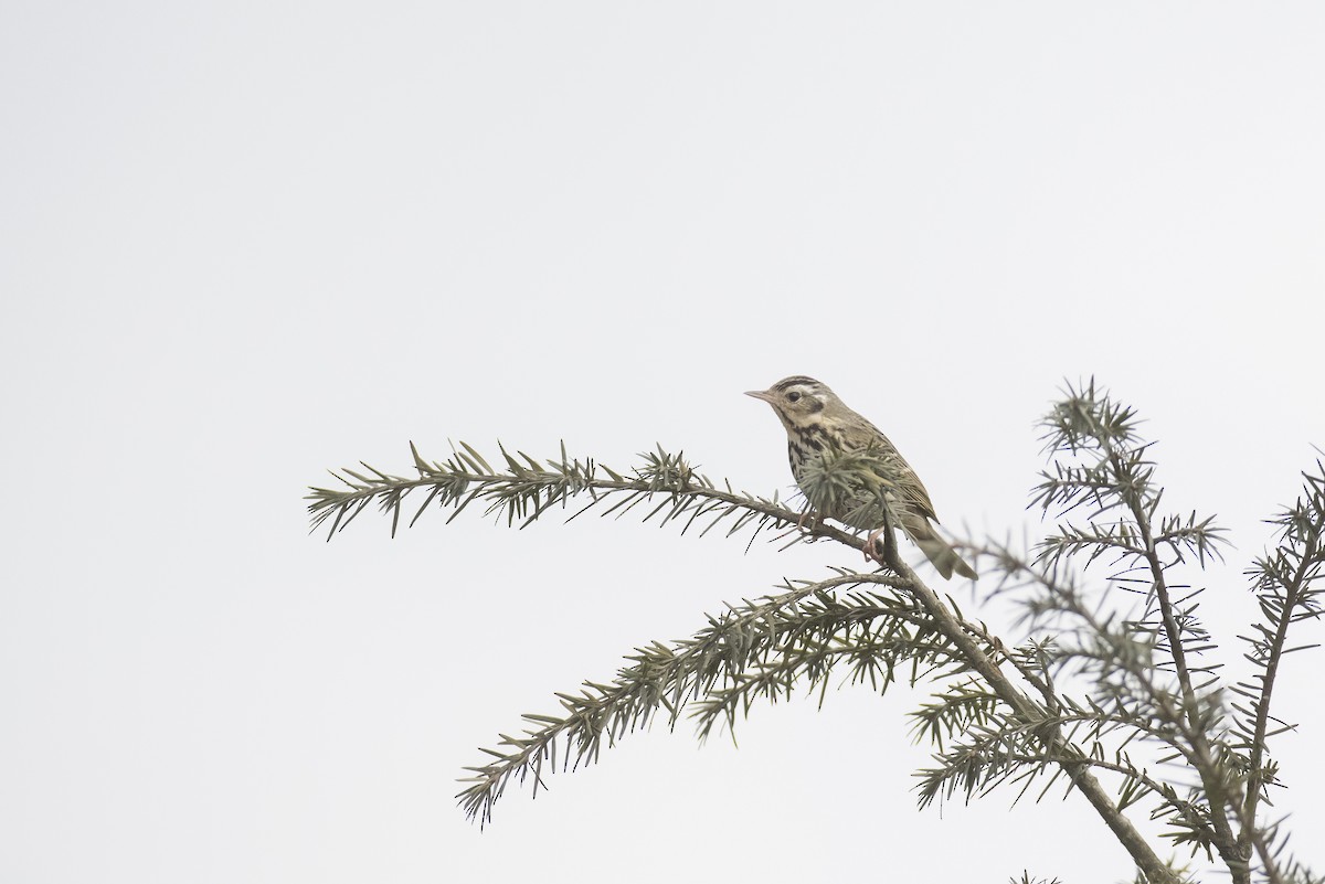 Olive-backed Pipit - ML641907110