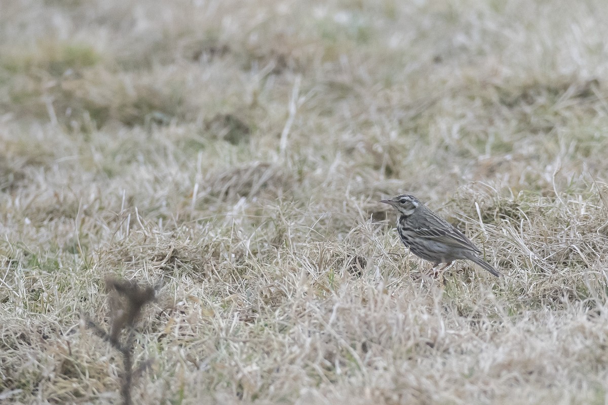 Olive-backed Pipit - ML641907111