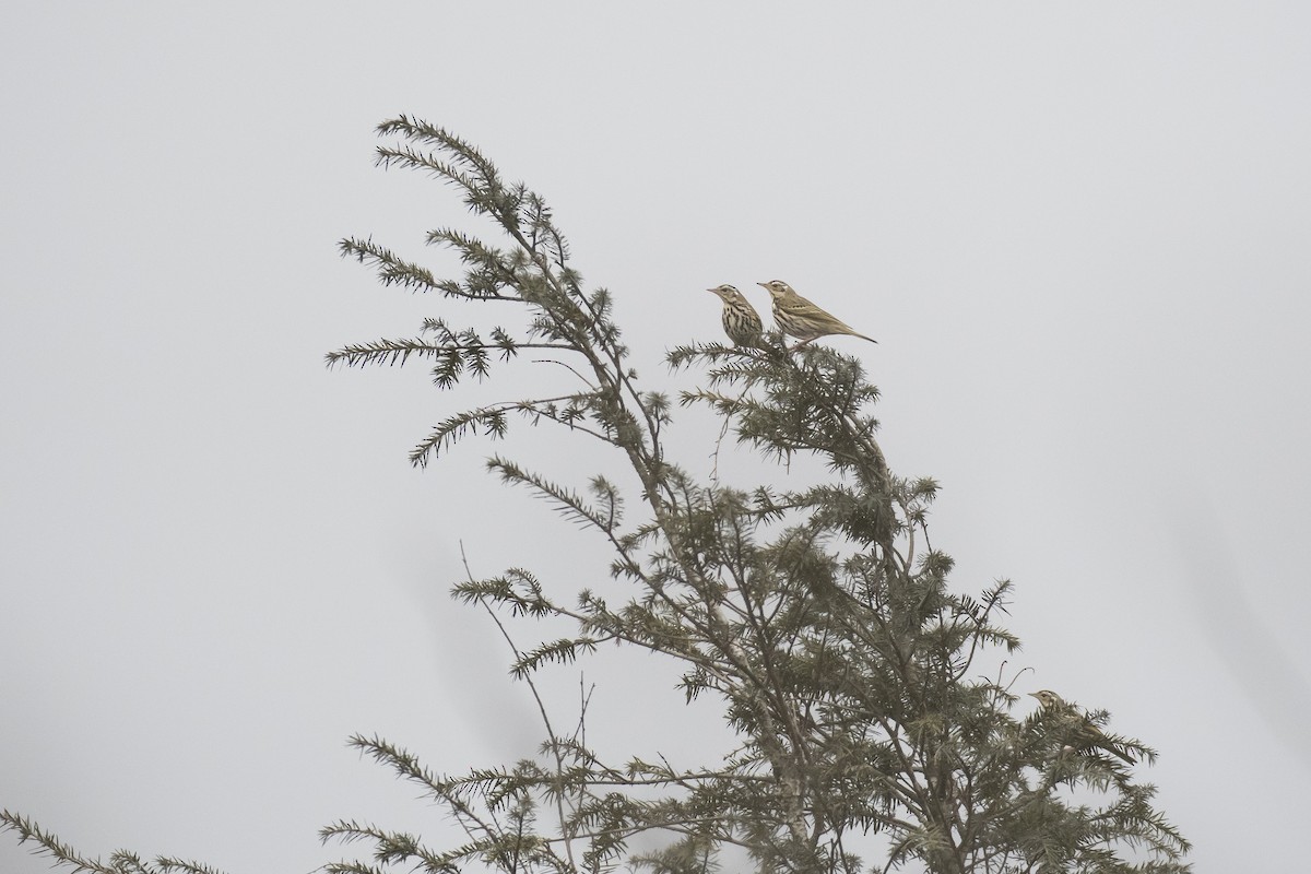 Olive-backed Pipit - ML641907112
