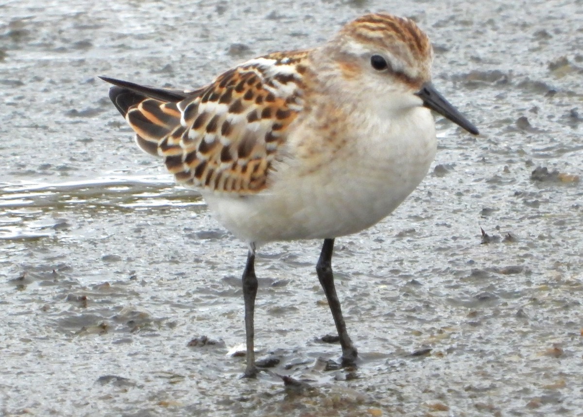 Little Stint - ML641907113