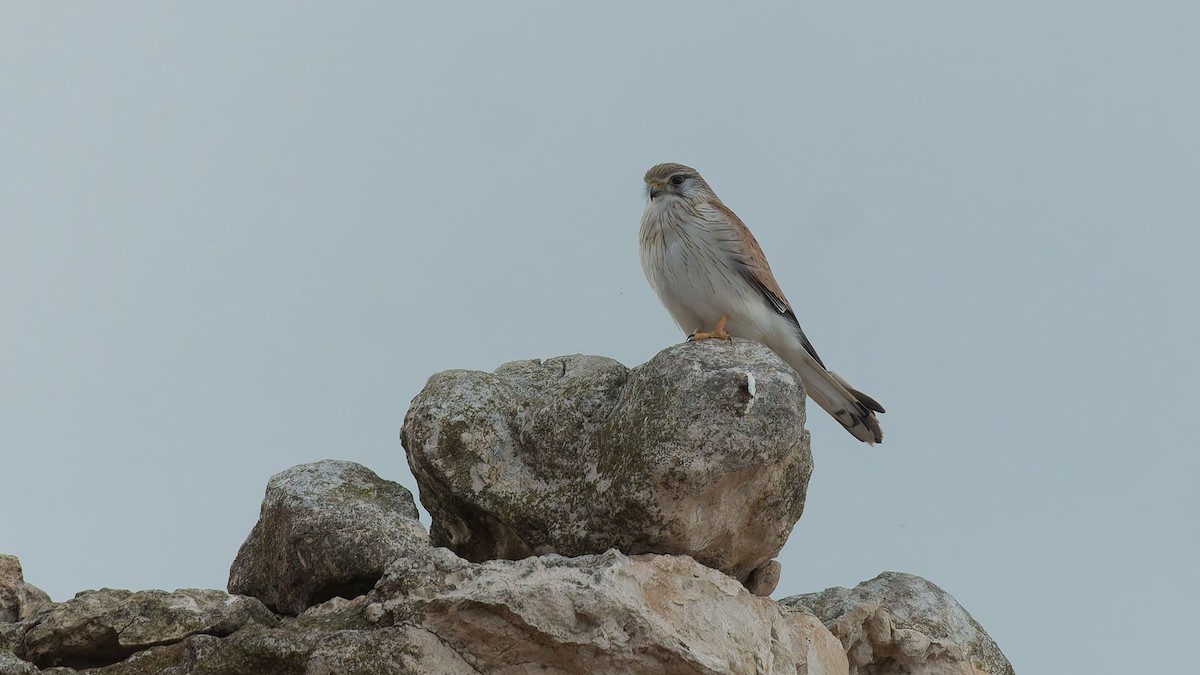 Nankeen Kestrel - ML641907114