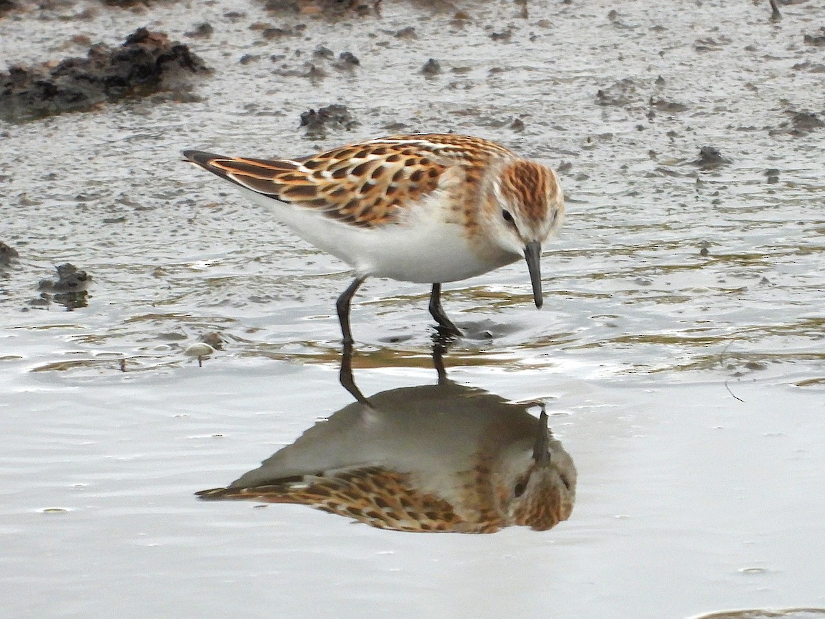 Little Stint - ML641907125
