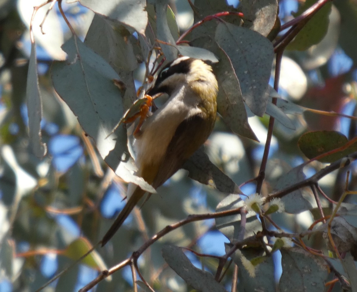 Black-chinned Honeyeater - ML641907133