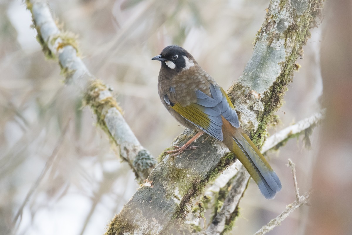 Black-faced Laughingthrush - ML641907135