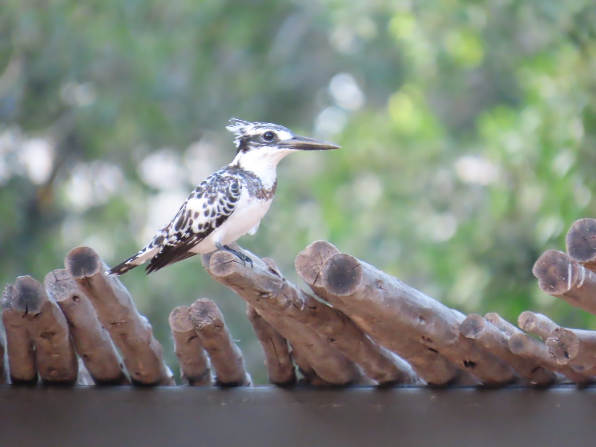 Pied Kingfisher - ML641907142