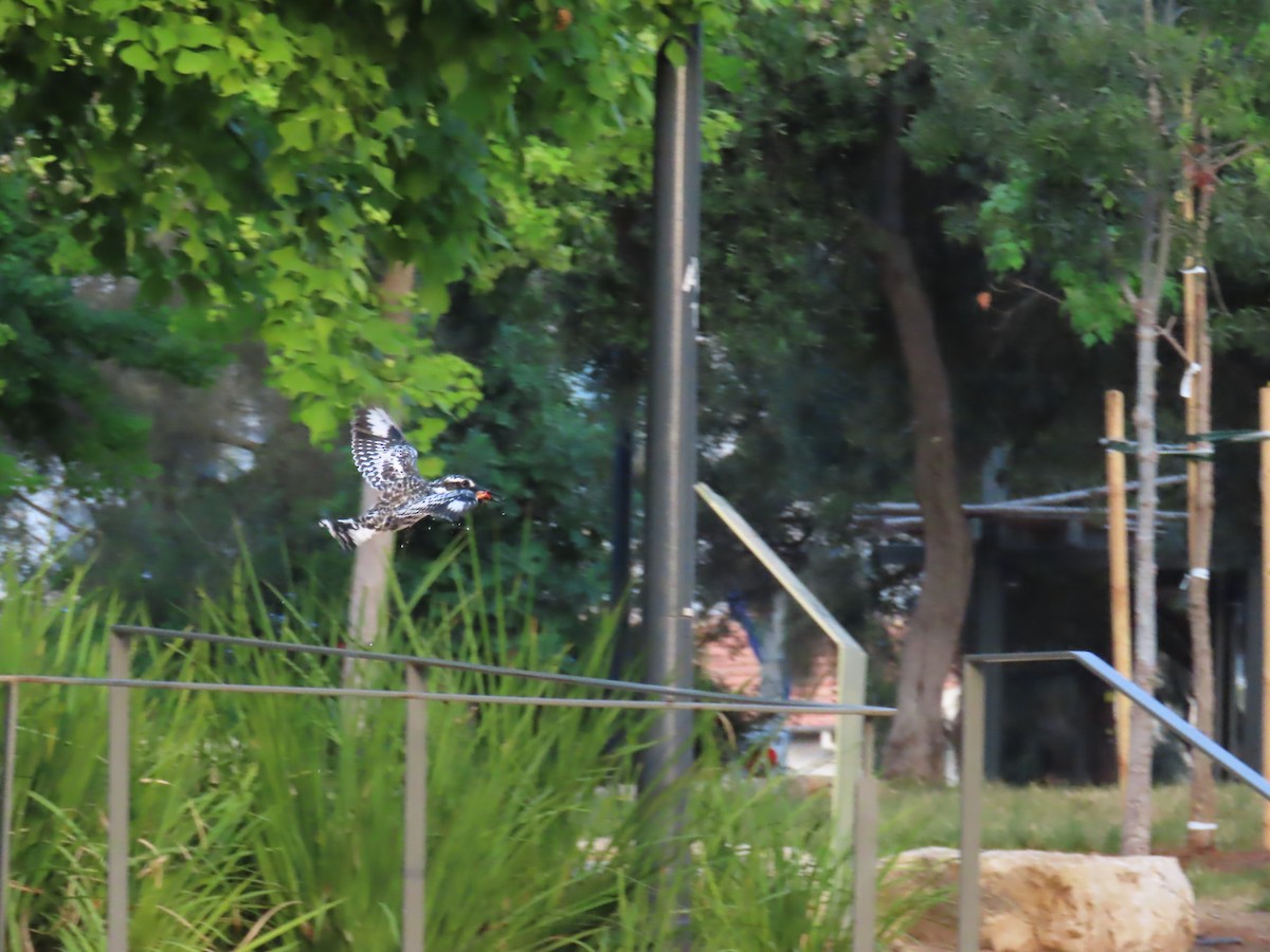 Pied Kingfisher - ML641907143