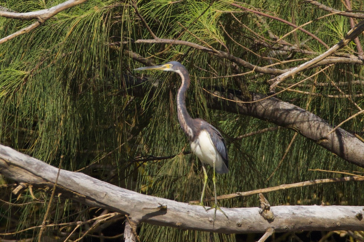 Tricolored Heron - ML641907159