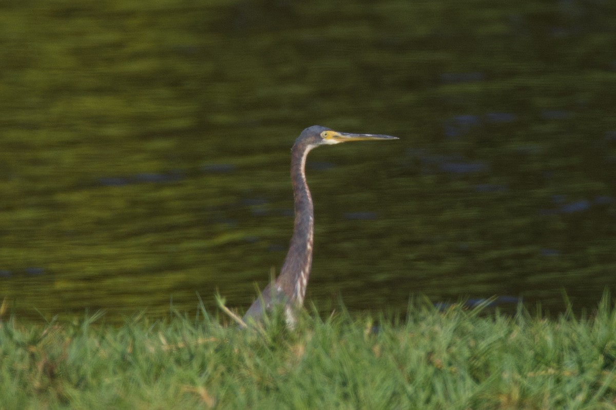 Tricolored Heron - ML641907160