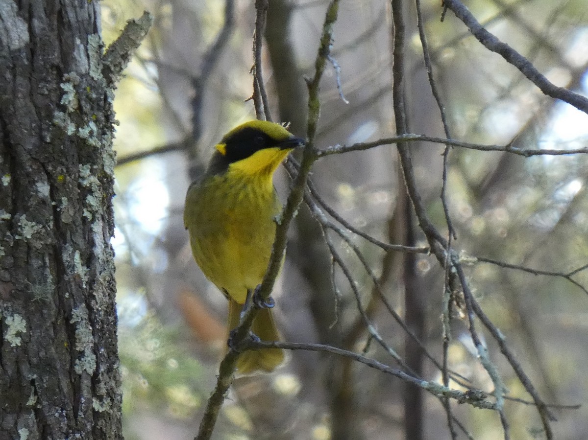 Yellow-tufted Honeyeater - ML641907164