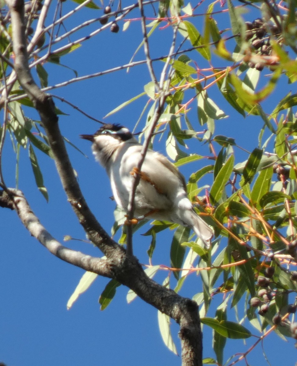 Black-chinned Honeyeater - ML641907172