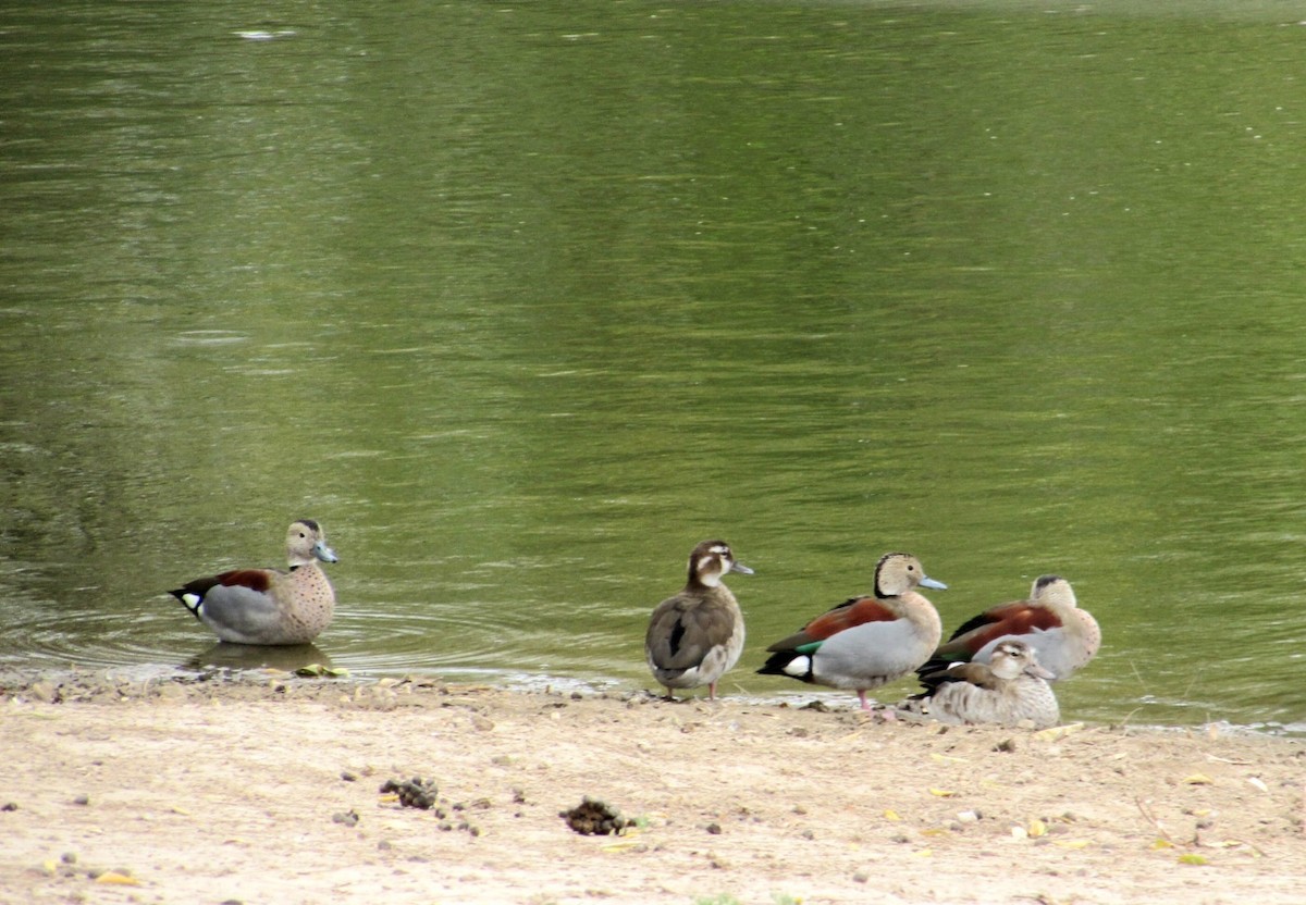 Ringed Teal - ML641907173