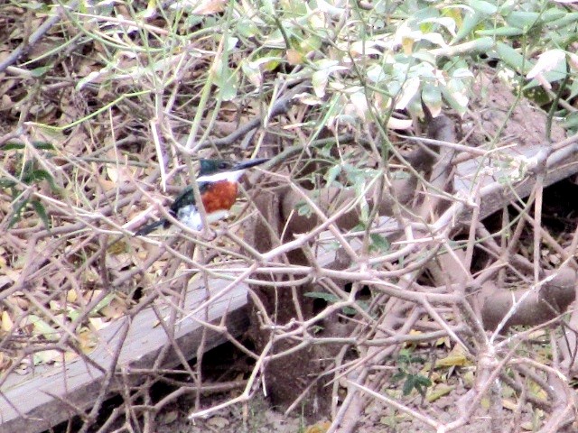 Green Kingfisher - ML641907185