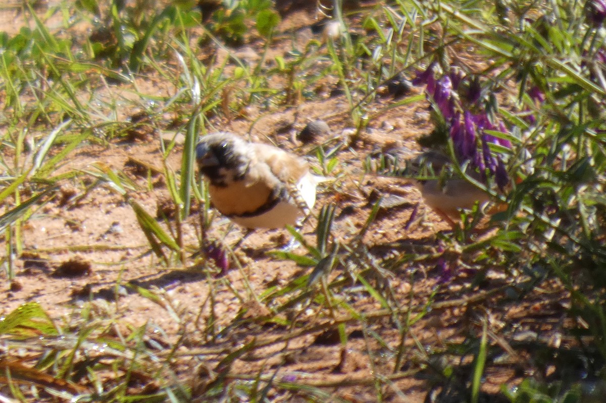 Chestnut-breasted Munia - ML641907186