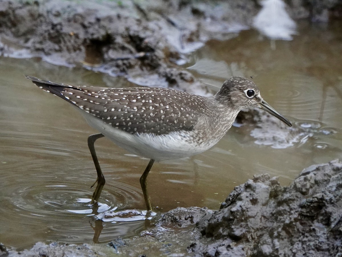 Solitary Sandpiper - ML641907188